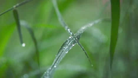 close-up shot of dewdrops glistening on green grass blades. fresh and detailed look at morning moisture in a lush environment.