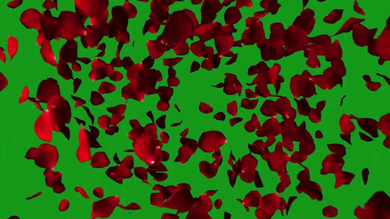 장미 꽃잎 심장 움직임 그래픽 녹색 화면 배경