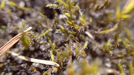 macro view of moss super close up - thunder mountain, vancouver island, bc, canada