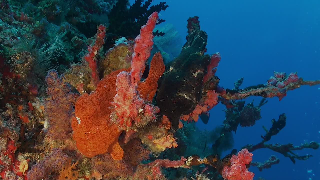 dos peces rana gigantes de color negro y rojo sentados en un arrecife de coral en las maldivas