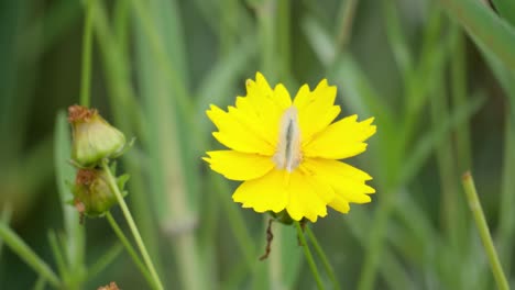 Pieris-Rapae-Butterfly-Perched-on-Yellow-Daisy-Tickseed-Flower-Eating-Nectar-and-Fly-Away---close-up