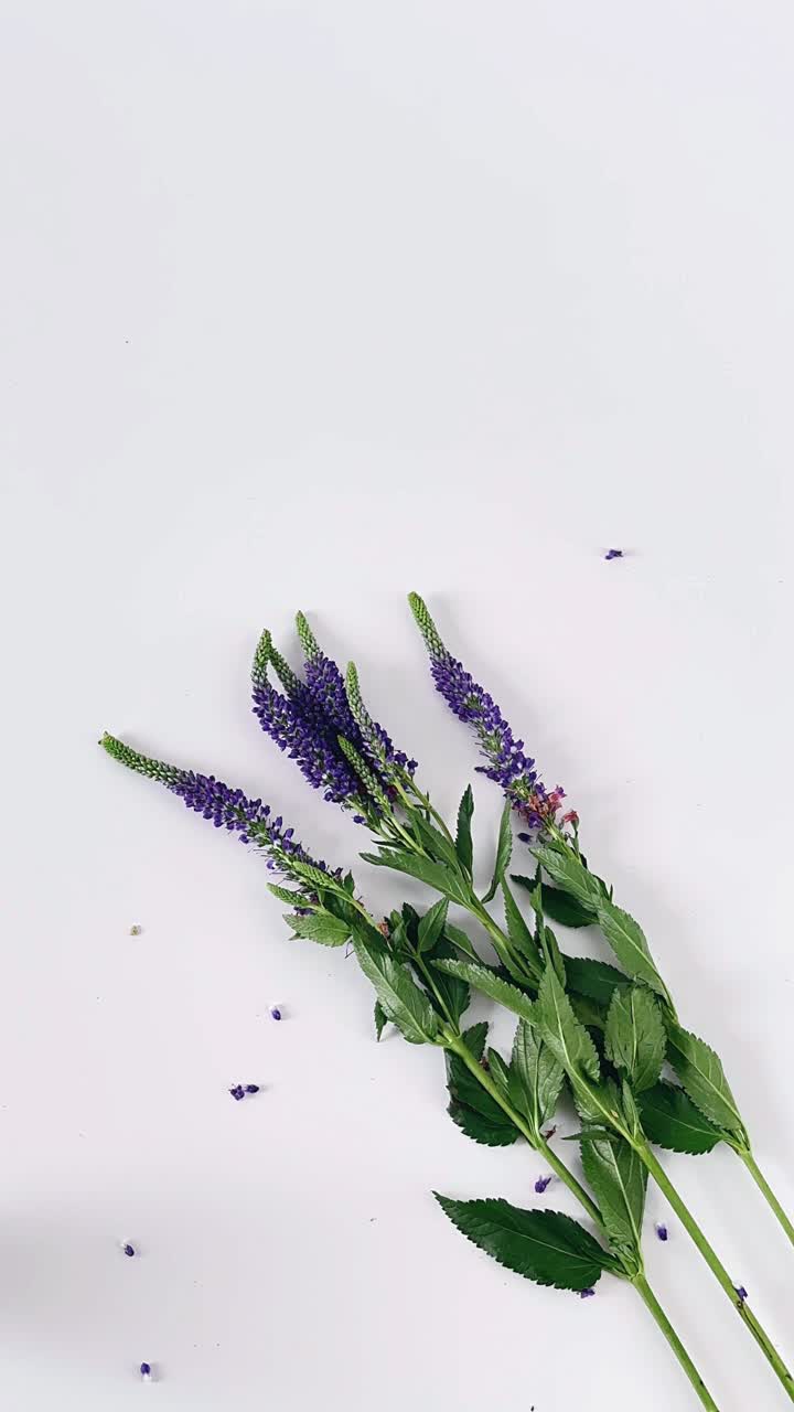 flores púrpuras sobre un fondo blanco