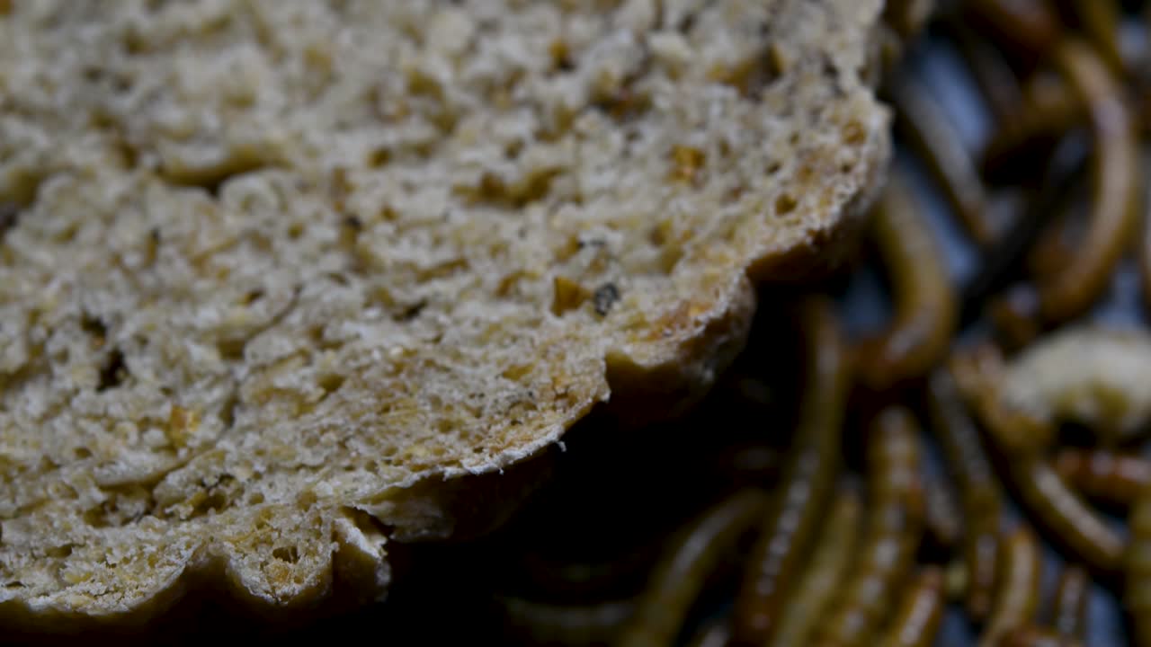 밀웜은 물고기, 뱀, 새, 개구리와 같은 애완동물에게 먹이를 주는 데 사용되는 딱정벌레의 일종입니다.