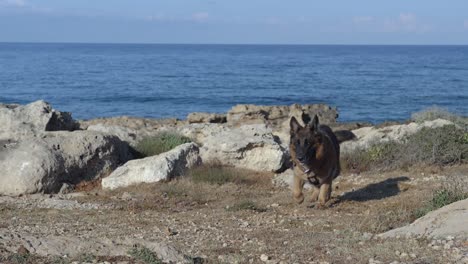 Ein-Deutscher-Schäferhund-Läuft-In-Zeitlupe-Am-Ufer-Entlang