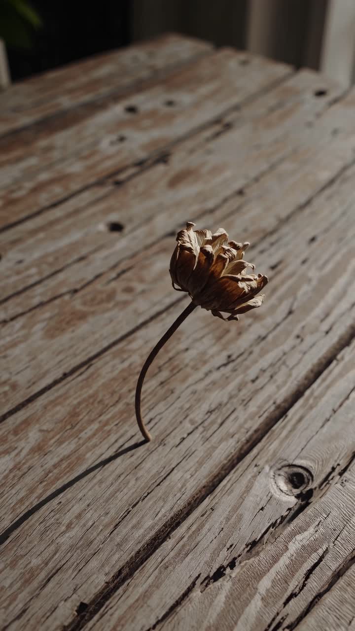 A dried flower on rustic wood, captured from a low angle. The video style evokes a sense
