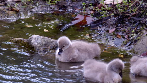 adorable baby black swans, called cygnets looking for food by the riverbank - close up