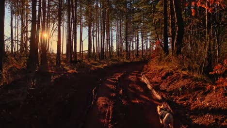 walking-dogs-in-sunny-day-golden-hour