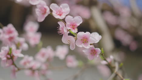 beautiful pink peach blossoms