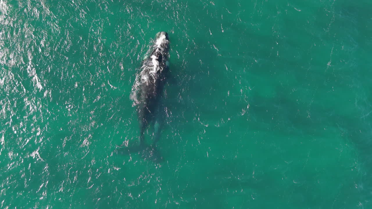 Top down view of a whale in the ocean, sea, swimming, slow motion shot, small waves on the water, copy space