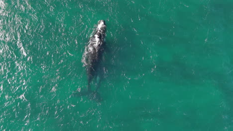 top down view of a whale in the ocean, sea, swimming, slow motion shot, small waves on the water, copy space