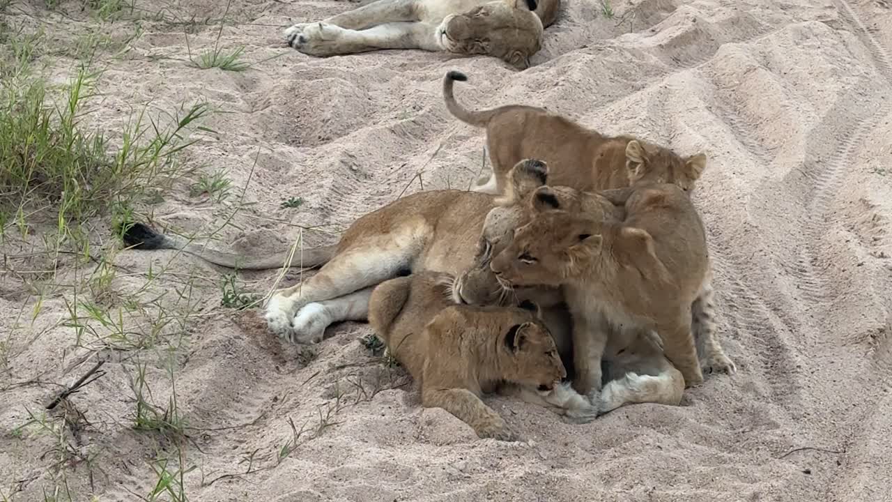 leeuwin speelt met haar welpen en geeft ze liefde.
