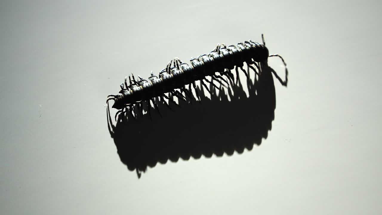 On a stark white surface, a millipede’s shadow follows closely as it walks across the frame.