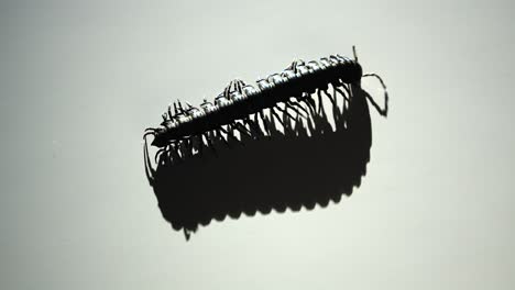 on a stark white surface, a millipede’s shadow follows closely as it walks across the frame.
