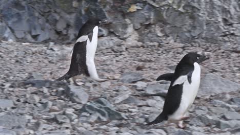 Antarktis-Adelie-Pinguin-Läuft-über-Felsen