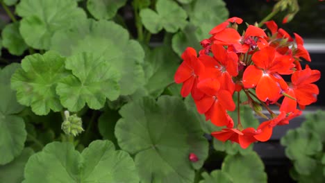 Eine-Nahaufnahme-Von-Roten-Blumen-Vor-Einem-Geschäft