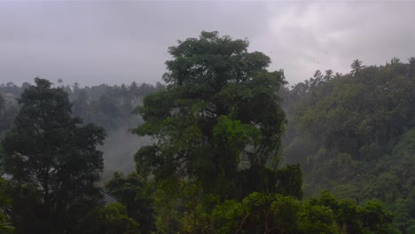 Flying-towards-huge-tree-in-middle-of-lush-green-jungle-under-a-cloudy-sky