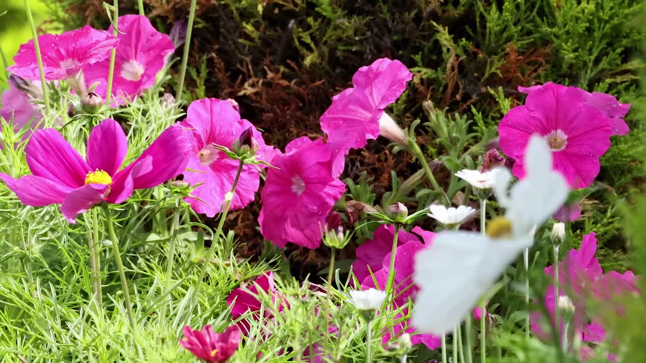 petunias vibrantes floreciendo en un jardín exuberante
