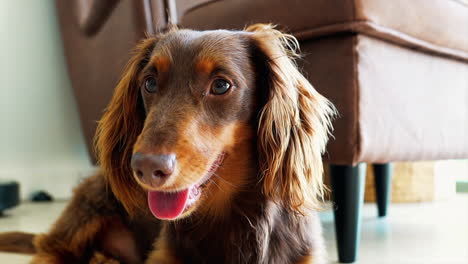 sausage dog panting at home with its tongue out