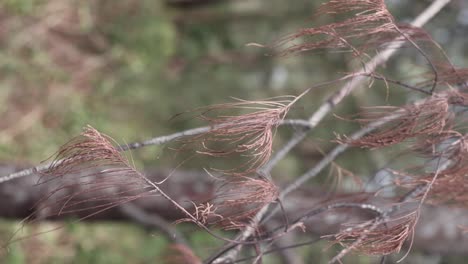 dried pine tree in gentle breeze