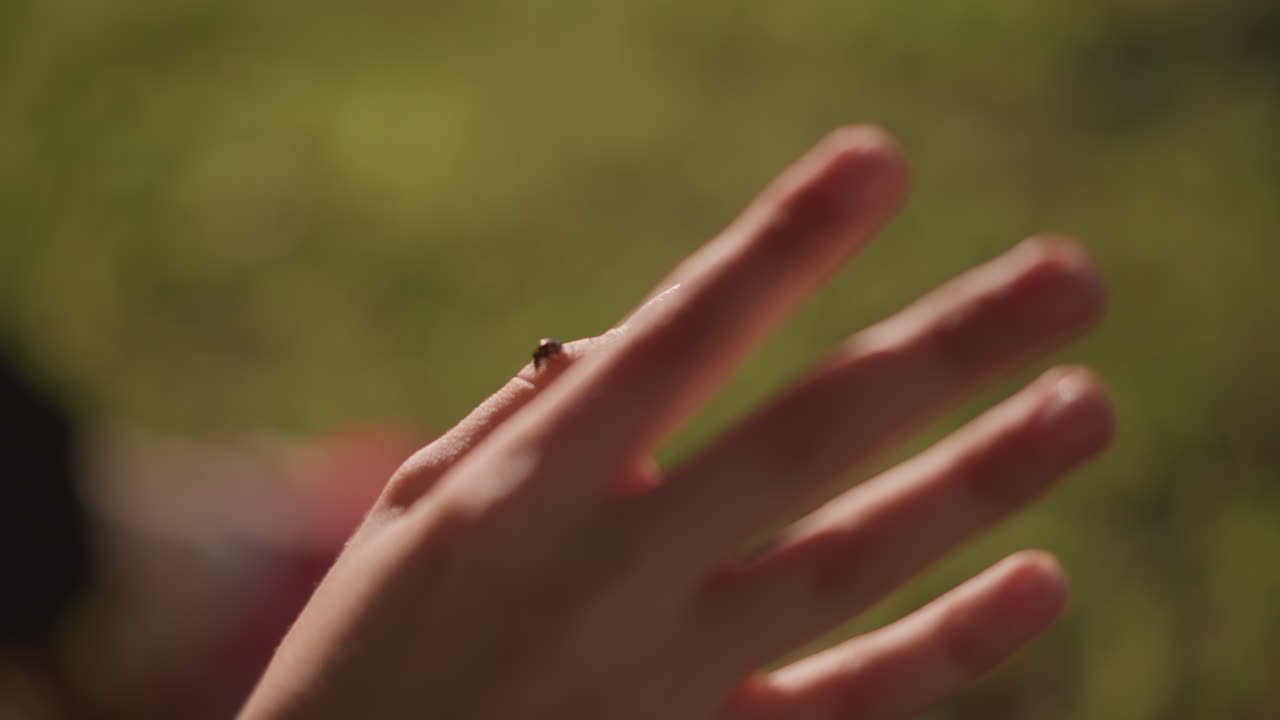 Open hand reaching for ladybug sunlight, sunlit grass backdrop with graceful hand motions, insect crawling across fingers, playful summer energy captured in slow motion, versatile clip for lifestyle