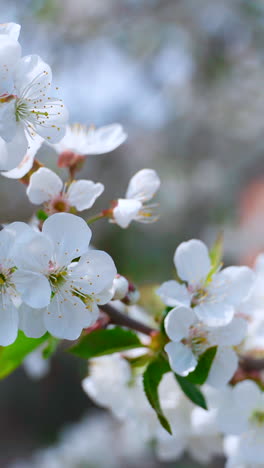 beautiful spring branch with white flowers. spring blooming branches sway in the wind. close-up. vertical video