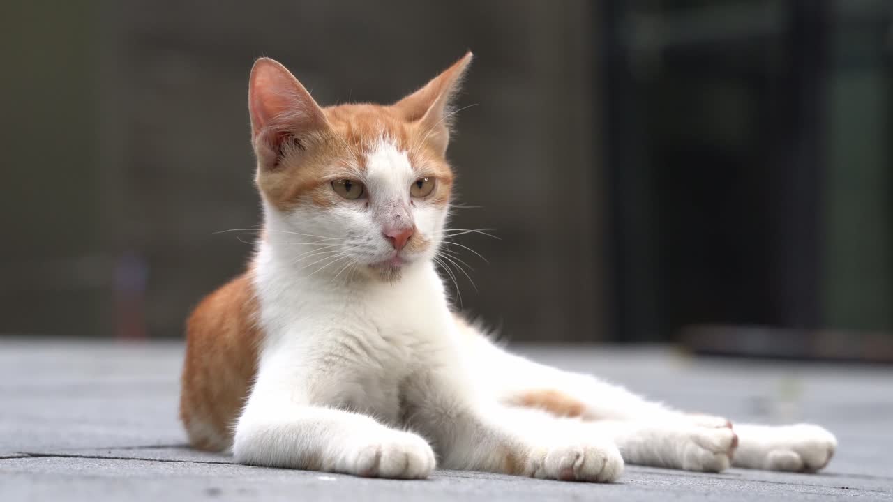 Vita di un gattino randagio nel Parco del Popolo di Shanghai - Seduto a terra.