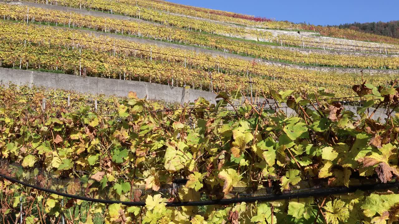 Vignoble aux chaudes couleurs automnales, établissement de plants de vigne