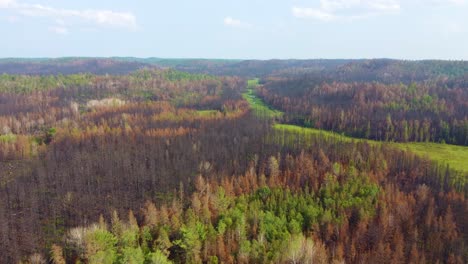 Vista-Aérea-Del-Bosque-Quemado-Por-Incendios-Forestales-Y-Follaje-De-Otoño-A-Lo-Largo-De-Prados-Verdes,-Toronto,-Canadá