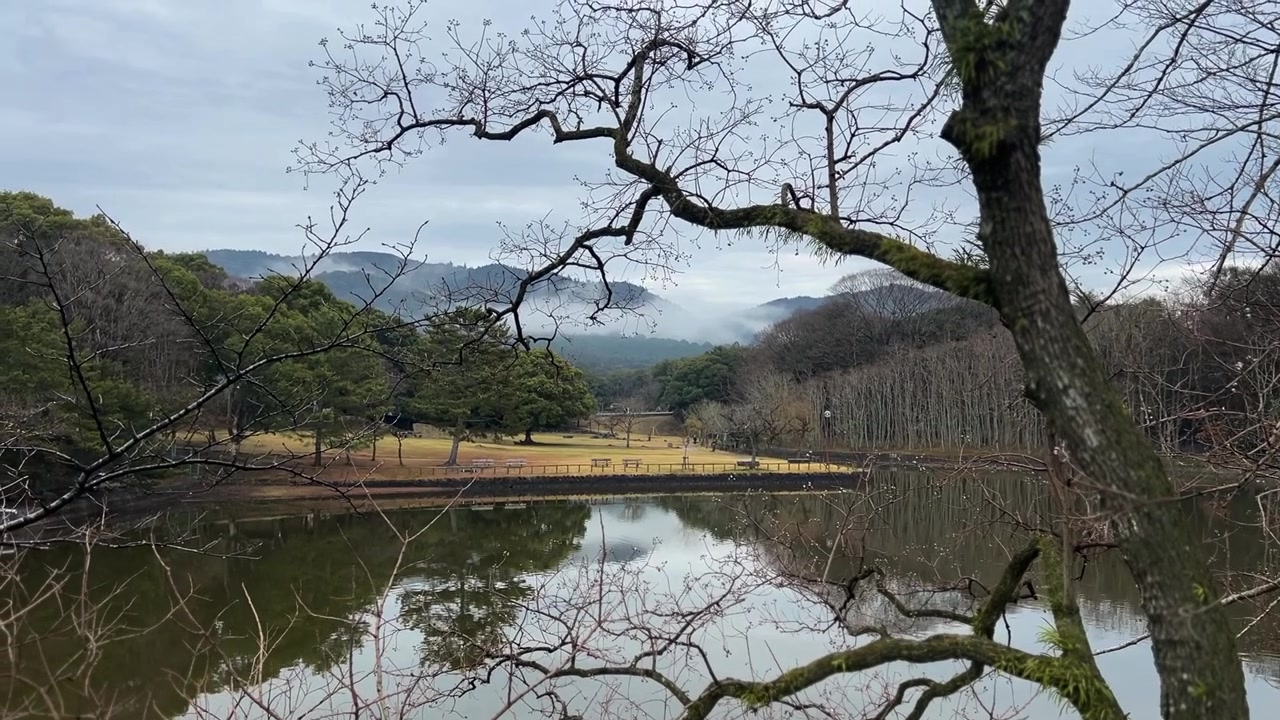 Japonya Nara Parkı Göletindeki Çıplak Ağaç Dalları Manzarası.