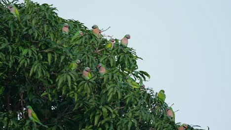 seen on the round side of the tree in a flock while an individual flies up to perch inside the foliage, red-breasted parakeet psittacula alexandri, thailand