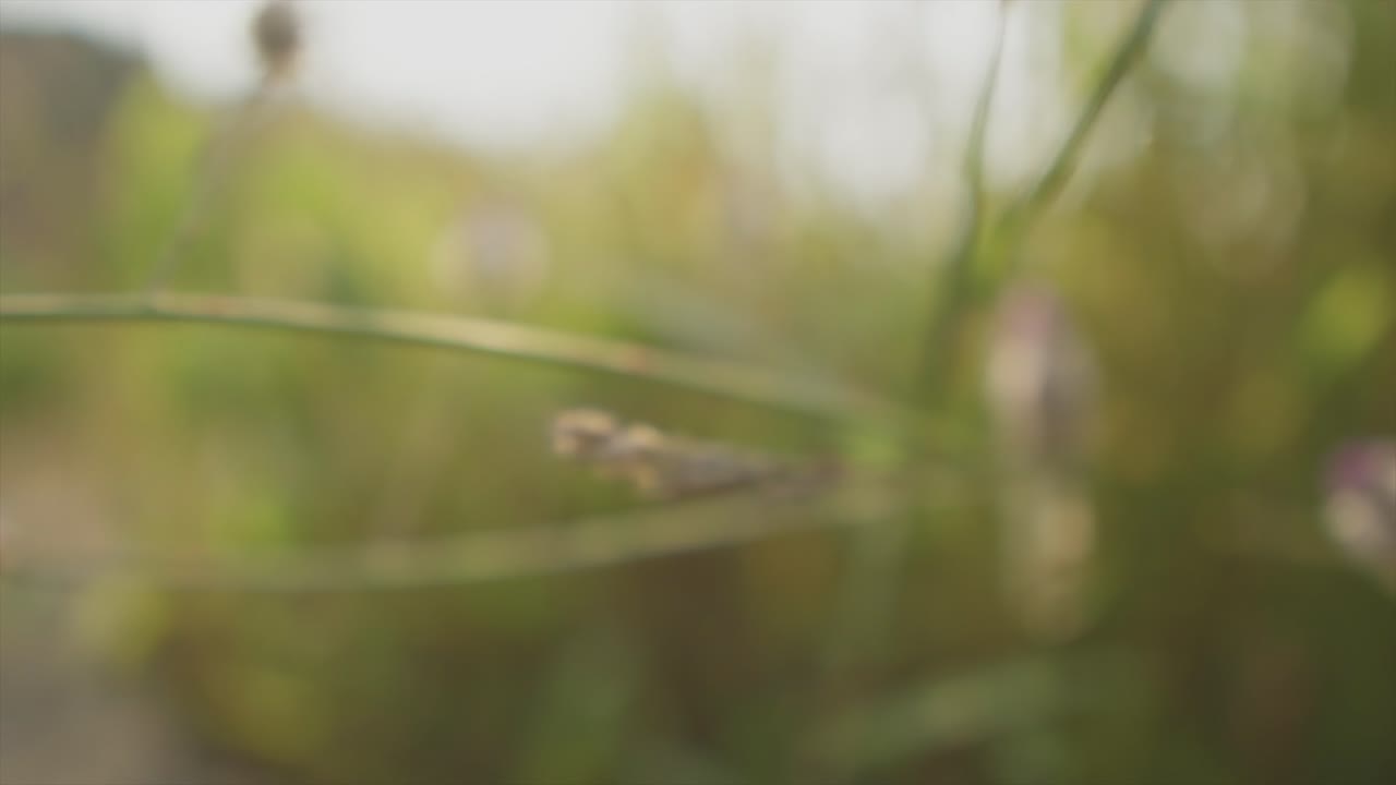 A close up shallow depth of field shot of a beautiful wild thistle plant flowering in a grass field, India