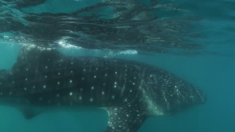 tiburón ballena filmado bajo el agua