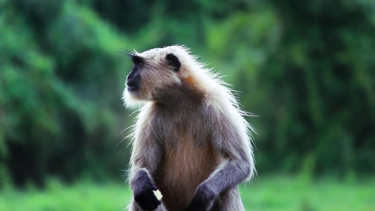 Close-up of wild langur monkey eating fruit in lush green jungle. Light rain drops falling. Serene wildlife moment—ideal for nature documentaries and travel visuals
