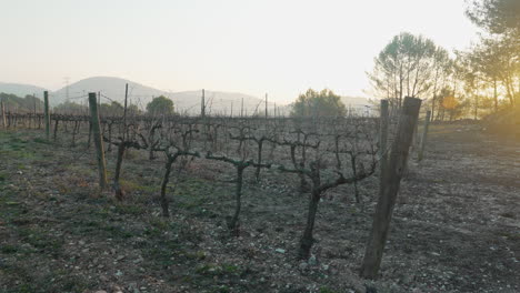 Campo-De-Viñedos-De-Invierno,-Durante-La-Salida-Del-Sol-De-La-Hora-Dorada