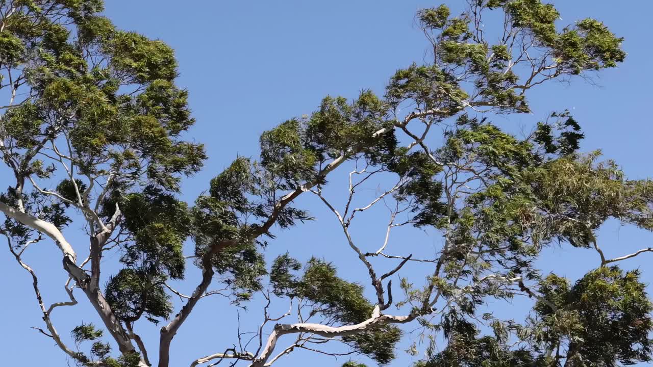 나무 의 미묘 한 움직임 을 보여 주는 일련 의 프레임