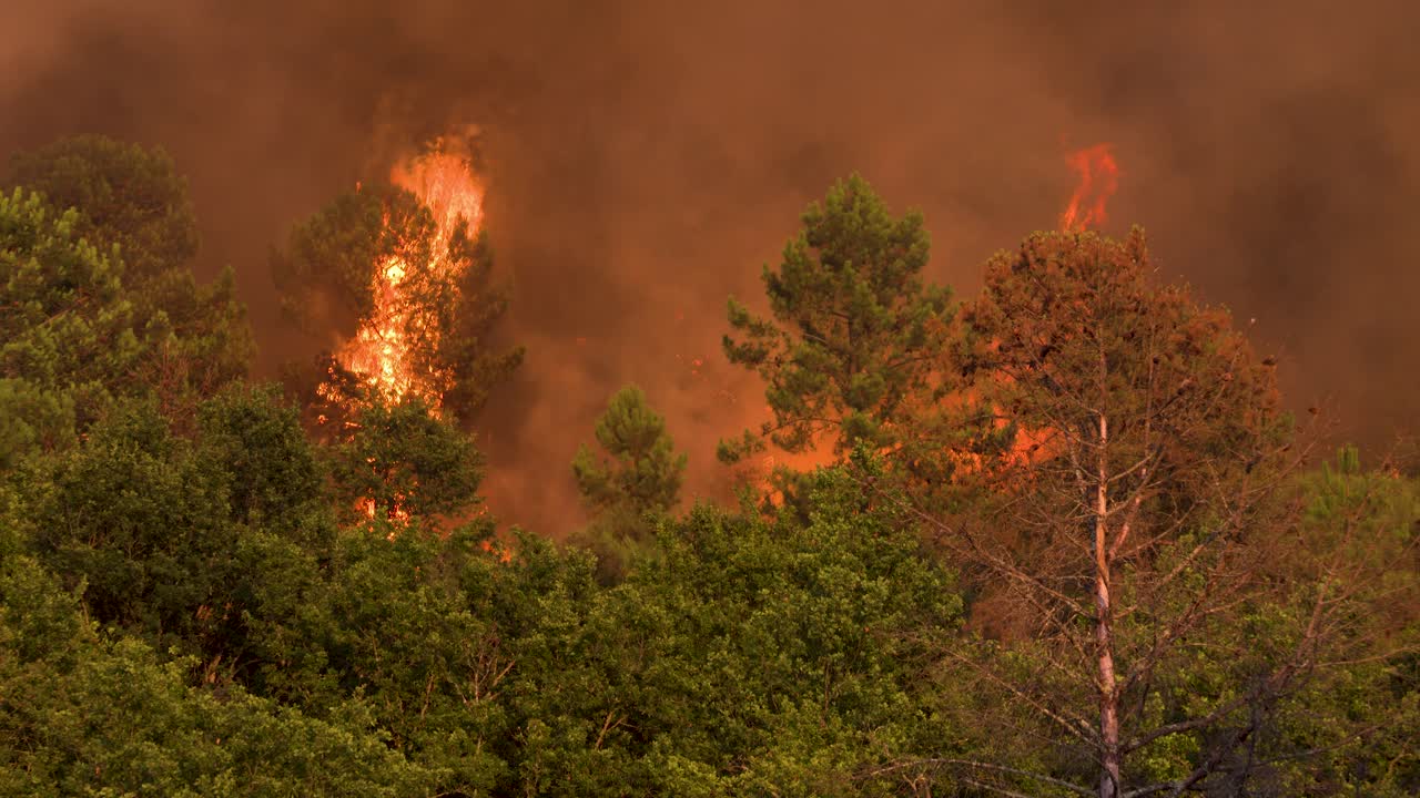 A raging, uncontrollable forest fire devours large trees like matches