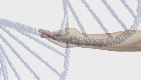 색 배경에 백인 여성의 손 위에 있는 dna 가닥의 애니메이션