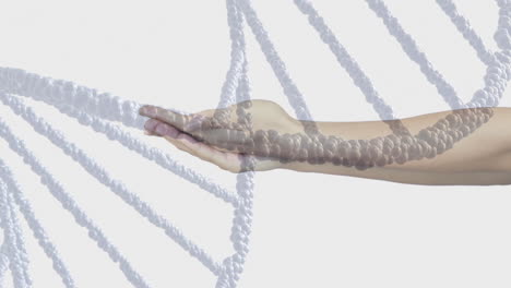 animation of dna strand over hands of caucasian woman on white background