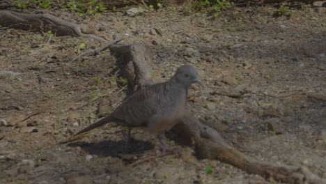 a-Zebra-dove-walks-through-a-wooded-path-as-the-shadows-from-the-trees-wave-through