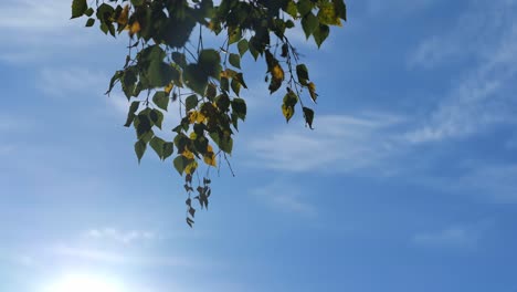 green and yellow birch leaves waving in wind with blue sky and sunlight on background