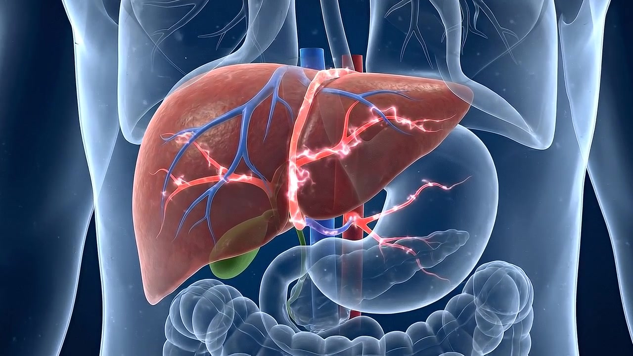 Transparent abdominal torso showing liver stomach and digestive organs