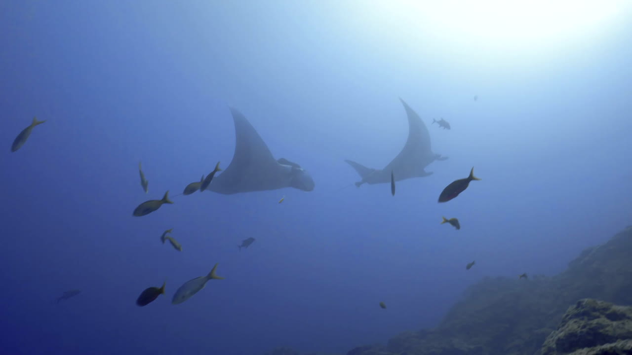 dos mantarrayas gigantes flotan en la distancia