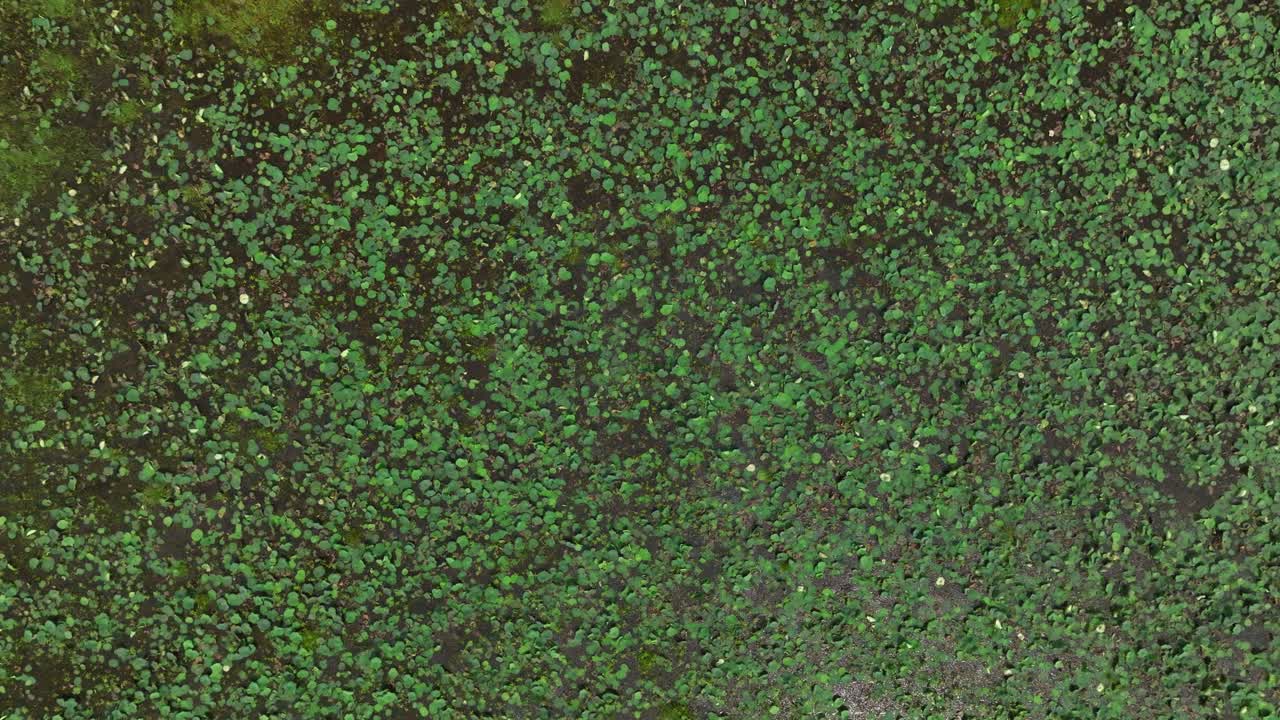 Foto aérea de cima para baixo feita por drone no Sri Lanka de folhas de lótus e vegetação aquática, formando padrões naturais na superfície do lago