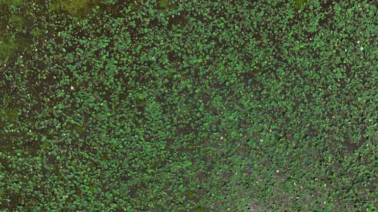 Sri Lanka top down drone shot of lotus leaves and aquatic vegetation forming natural patterns on lake surface