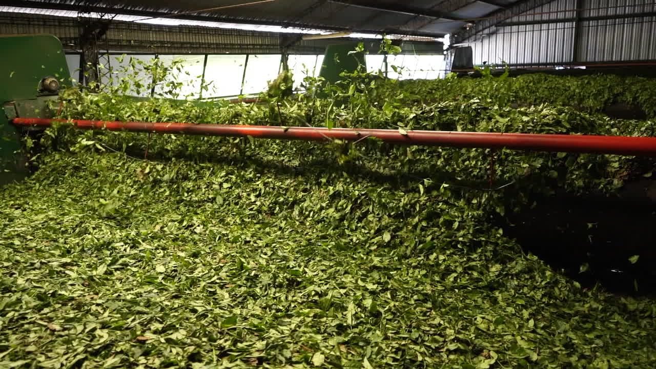 Processo di selezione delle foglie di tè verde in Argentina