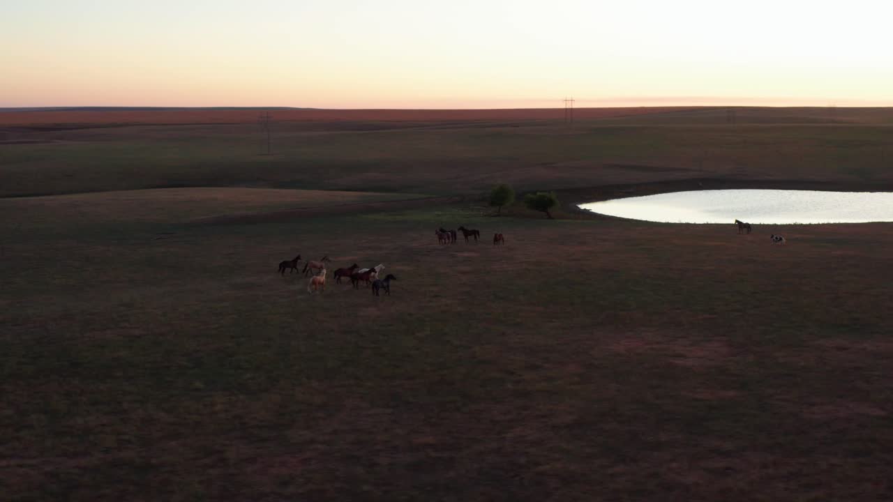 Cavalli che corrono in un campo di un ranch all'imbrunire