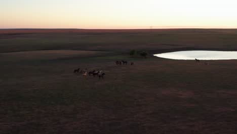 Horses-running-on-a-ranch-field-during-dusk