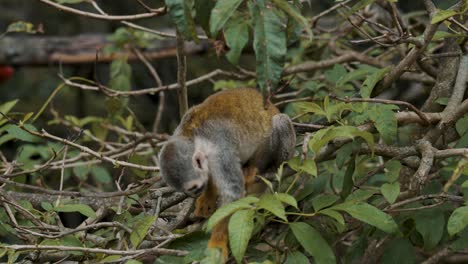 El-Mono-Ardilla-Baja-Del-árbol-En-La-Jungla---Cierra