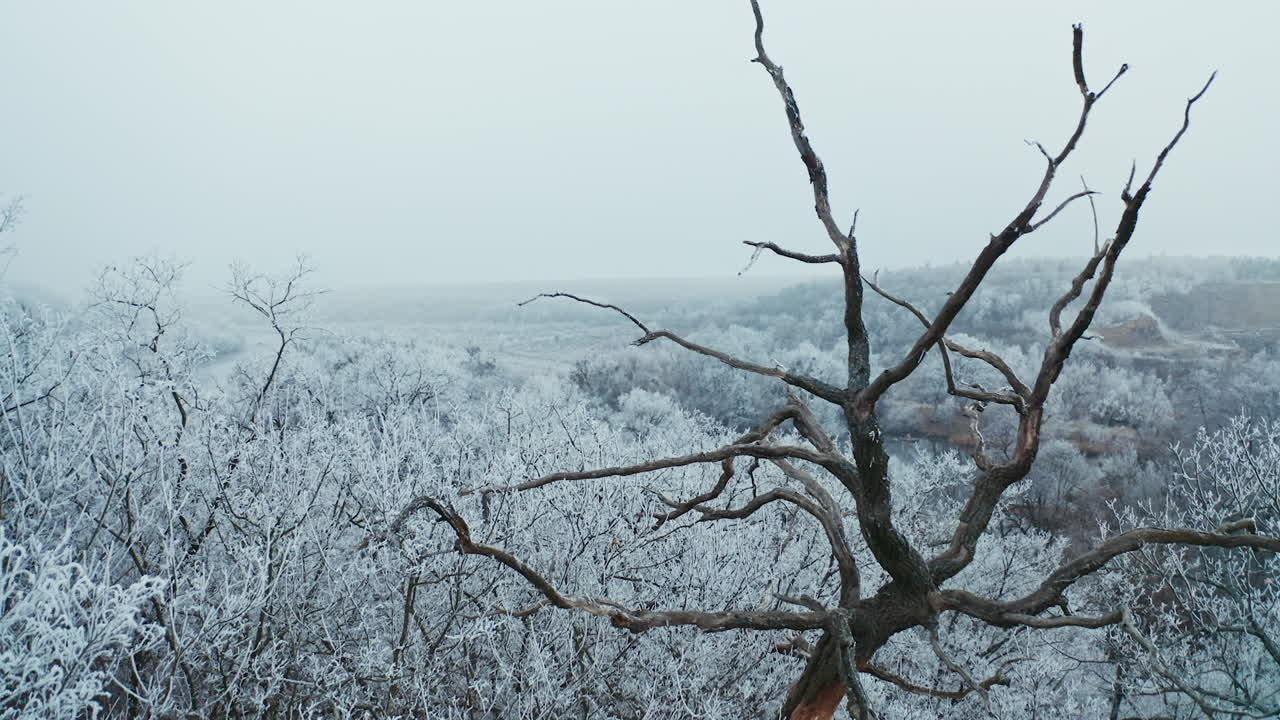 Winter forest from above. Aerial view of forest covered with snow
