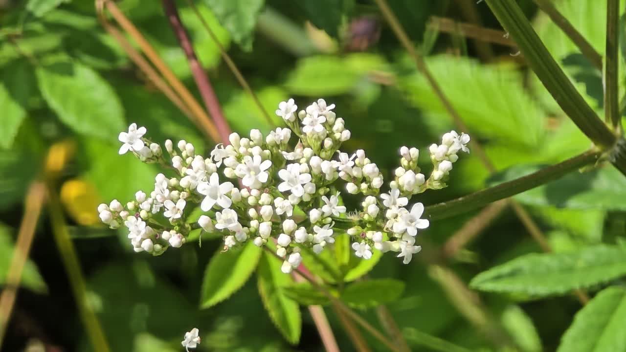 Valerian in full bloom: Close-up of the delicate white flower heads in summer